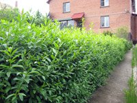 Ligustrum vulgare