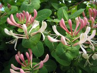 Lonicera caprifolium