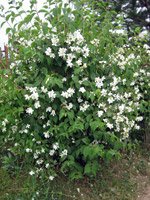 Philadelphus coronarius