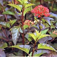 Physocarpus opulifolius Diabolo