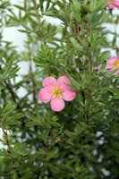 Potentilla fruticosa Lovely Pink