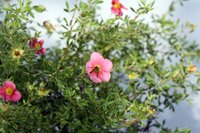 Potentilla fruticosa Pretty Poly