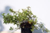 Potentilla fruticosa Tilford Cream