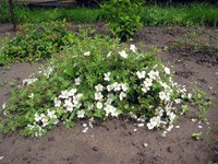 Potentilla fruticosa Abbotswood