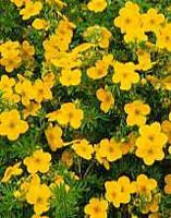 Potentilla fruticosa Goldfinger