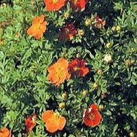 Potentilla fruticosa Red Ace