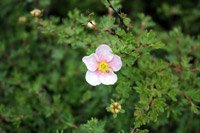 Potentilla fruticosa Princess