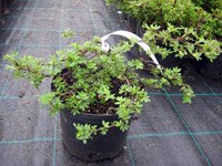 Potentilla fruticosa Tangerine