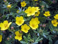 Potentilla fruticosa