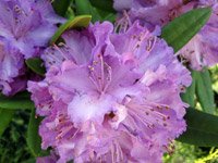 Rhododendron Alfred