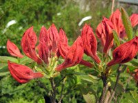 Rhododendron Feuerwerk