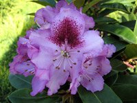 Rhododendron Pfauenauge