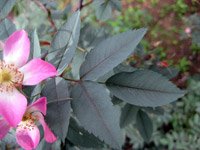 Rosa glauca