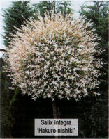 Salix integra Hakuro-nishiki