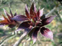 Sambucus racemosa