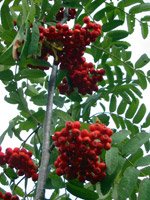 Sorbus aucuparia