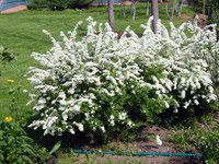 Spiraea cinerea Grefsheim