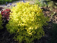 Spiraea japonica Golden Princess