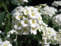 Spiraea nipponica