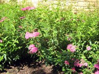 Spiraea bumalda Country Red