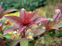 Spiraea japonica Froebelii