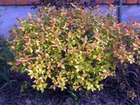 Spiraea japonica Gold Flame