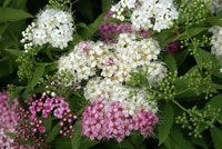 Spiraea japonica Shirobana