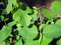 Symphoricarpos albus