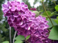 Syringa vulgaris Andenken an Ludwig Spath