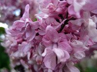 Syringa vulgaris Charles Joly