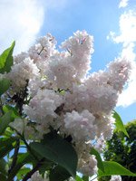 Syringa vulgaris Krasavitsa Moskvy