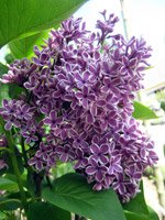 Syringa vulgaris Sensation