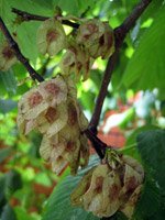 Ulmus glabra Pendula