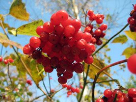 Viburnum opulus Roseum