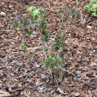 Weigela Nana Purpurea