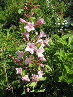 Weigela rosea