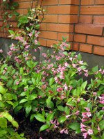 Weigela hybrida Styriaca