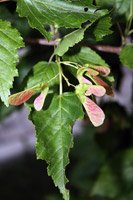 Acer ginnala