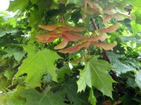 Acer platanoides Globosum