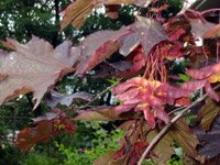 Acer platanoides Royal Red