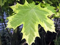 Acer platonoides Drumondii