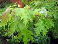 Acer saccharinum