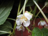 Actinidia kolomicta