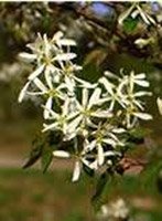 Amelanchier lamarckii