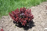 Berberis thunbergii Atropurpurea Nana