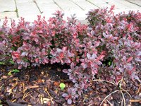 Berberis thunbergii Bagatelle