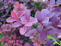 Berberis thunbergii Golden Ring