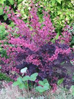 Berberis thunbergii Rose Glow