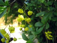 Berberis vulgaris