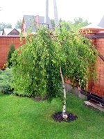 Betula pendula Youngii